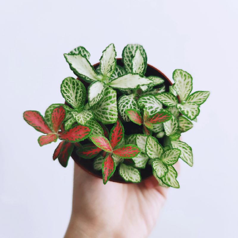 Fitonia Import / Fittonia mix campur warna