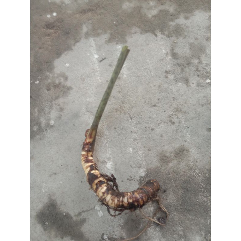 Umbi/Bonggol Sedang Alocasia Zebrina Sulawesi SP02
