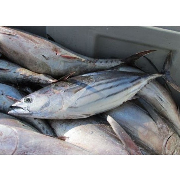 

Ikan Cakalang Bersih Segar 1 Kg / Ikan Cakalang 1 Kg Beku Murah