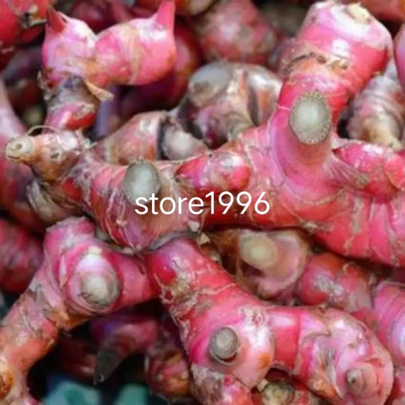 

jual Lengkuas laja segar 500 gram