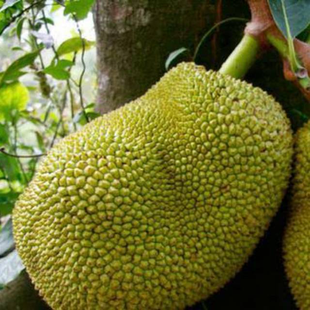 

Nangka muda Nangka Sayur