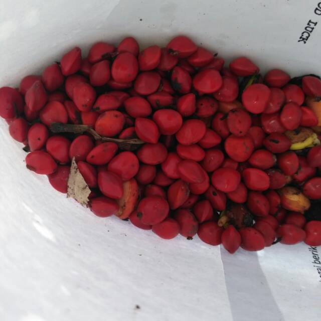 Biji benih saga pohon