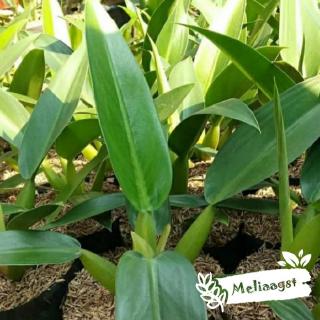 Jual Tanaman Hias Philodendron Eceng Philo Katak Tanaman Hias Shopee Indonesia