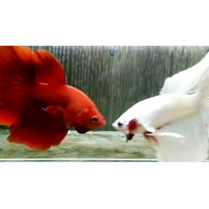 

Paket Hemat Halfmoon Red dan White Platinum