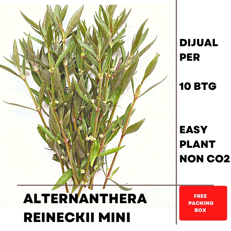 Alternanthera Reineckii mini tropica -  Tanaman Aquascape Tumbuhan Air Hidup Hiasan Dekorasi Pohon Rumput Aquarium