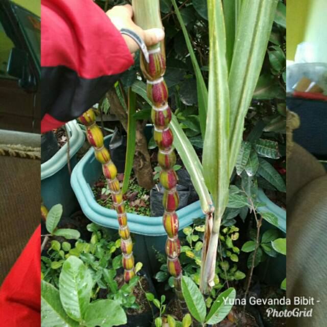 Bibit Tanaman Tebu Pelangi Langka