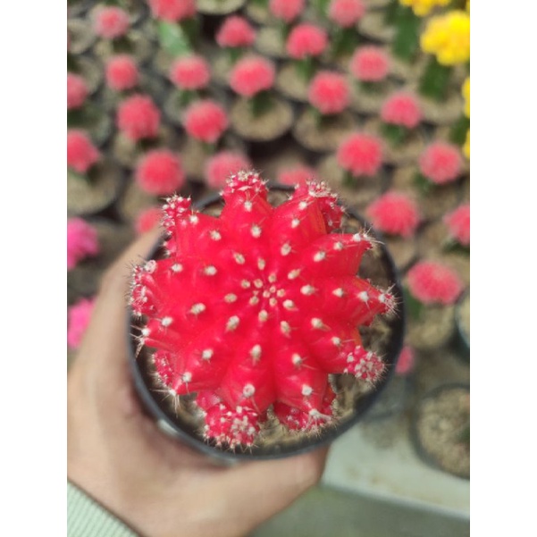 kaktus gymno import korea