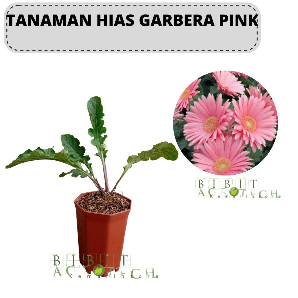 Bibit Tanaman Hias Bunga Gerbera Pink/Hebras Pink/Bunga Gerbera