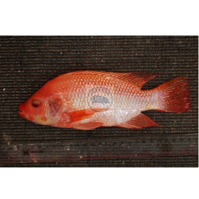 IKAN NILA MERAH SEGAR - FRESH RED NILE TILAPIA FISH | Shopee Indonesia