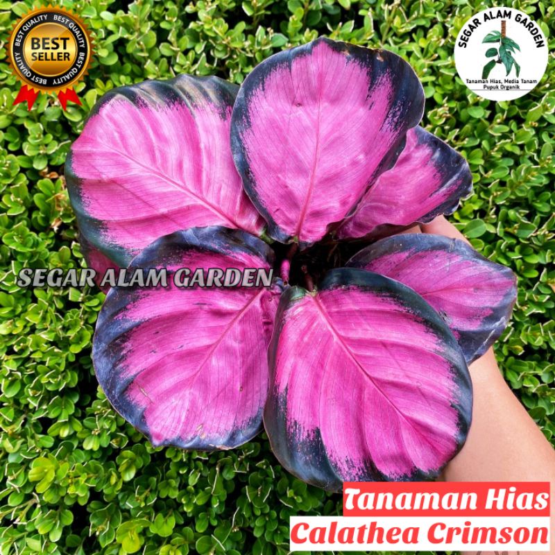 Tanaman Hias Calathea Crimson - Calathea Crimson