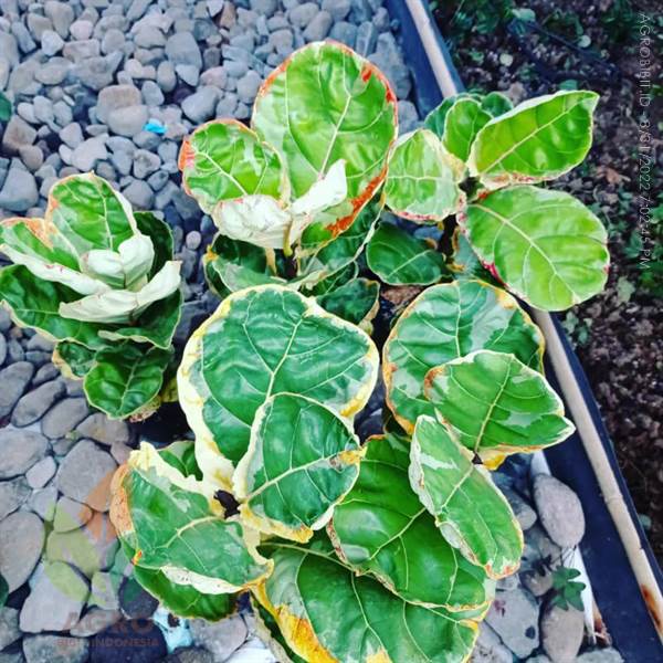 Tanaman Ketapang Biola Varigata Mini ASLI