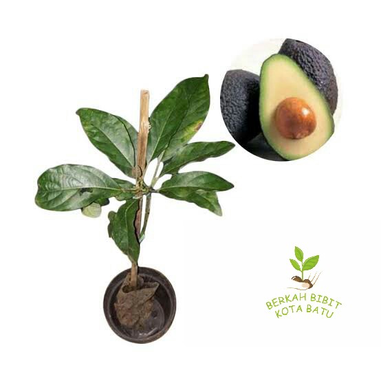 bibit tanaman buah alpukat yamagata