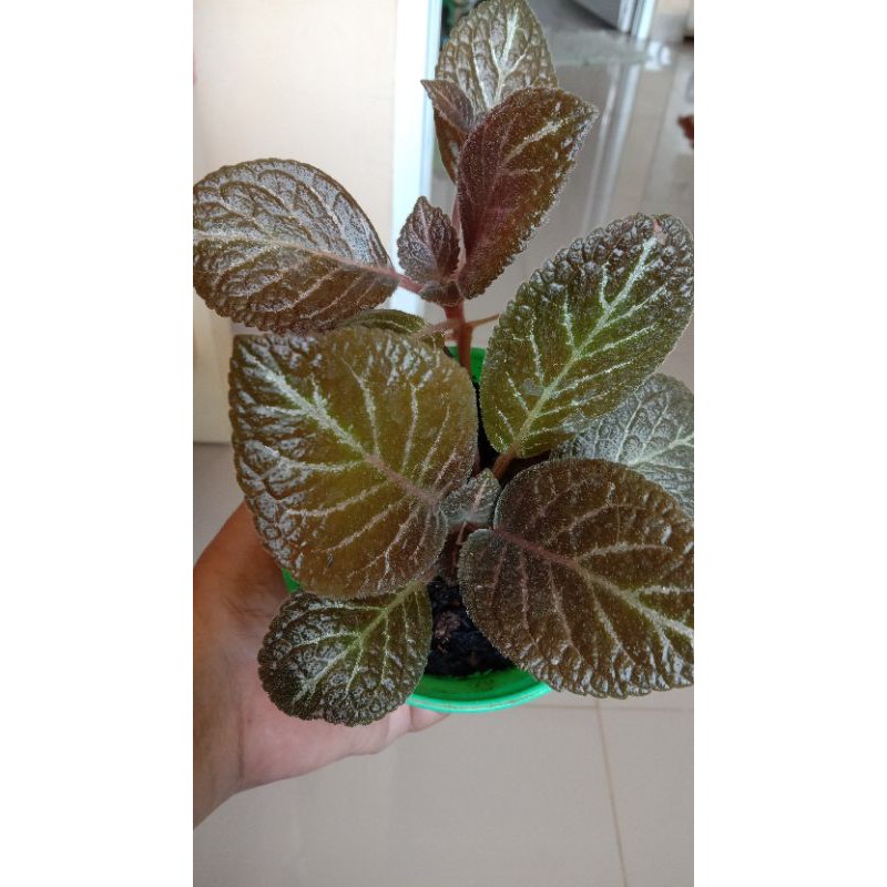 

Episcia Coklat Episcia Beludru Coklat Real Pict
