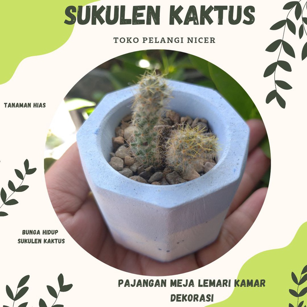 Kaktus Mini Sukulen Kaktus Murah Tanaman Hias Bunga Hidup Artificial Pot Poligon