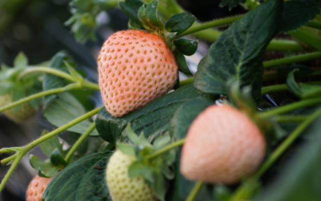 

Selai Strawberry Jepang ( Strawberry Jam Preum )