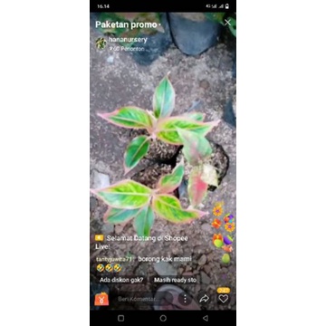 bunga aglonema paketan