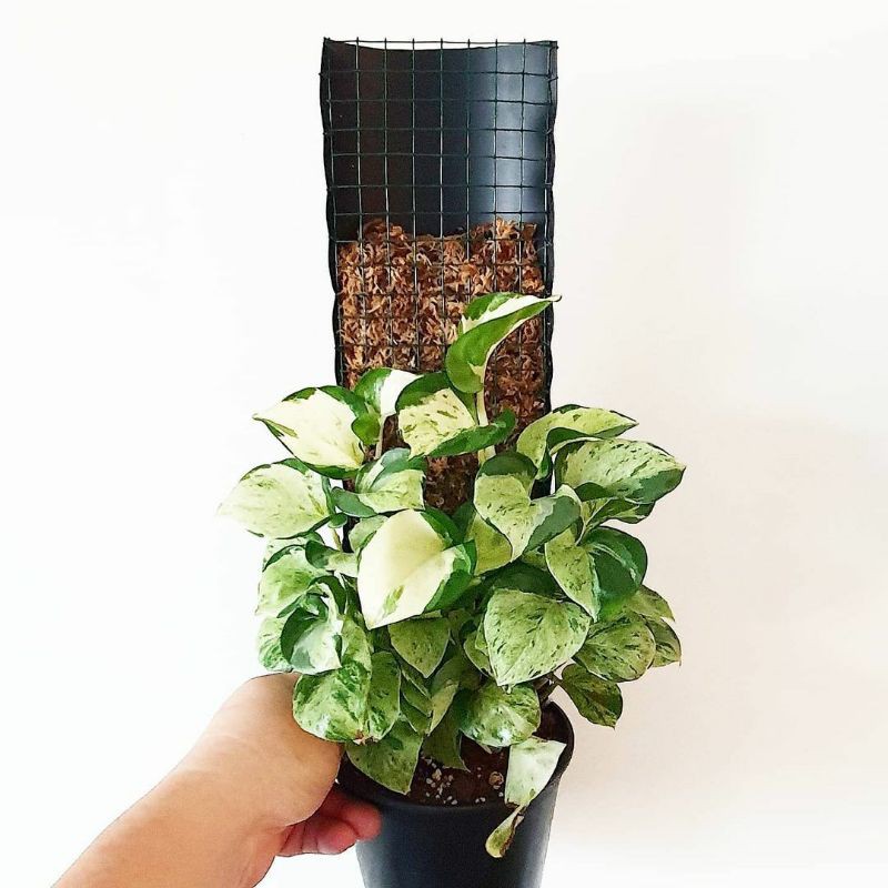 { BISA COD } tanaman hias epipremnum manjula sirih gading manjula tanaman merambat manjula photos