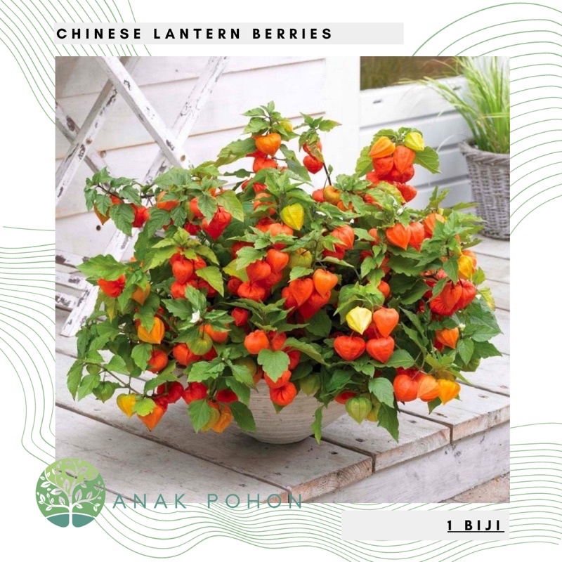 Benih Bibit Biji - Chinese Red Lantern Berries (Physalis alkekengi) Seeds - IMPORT UK