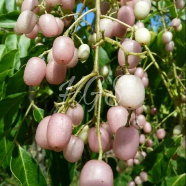 Bibit buah jamblang/juwet putih