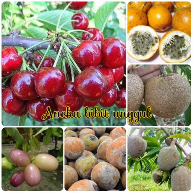PAKET BIBIT CERI CERRY BIBIT JAMBLANG BIBIT KESEMEK BIBIT MULWA MULWO BIBIT SAWO JUMBO BIBIT MARKISA