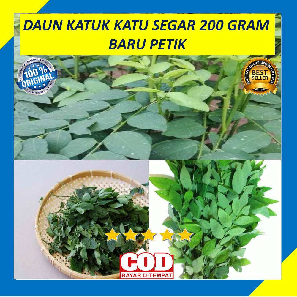 

Daun Katuk Katu Segar 200 Gram Fresh Sayur Obat Herbal