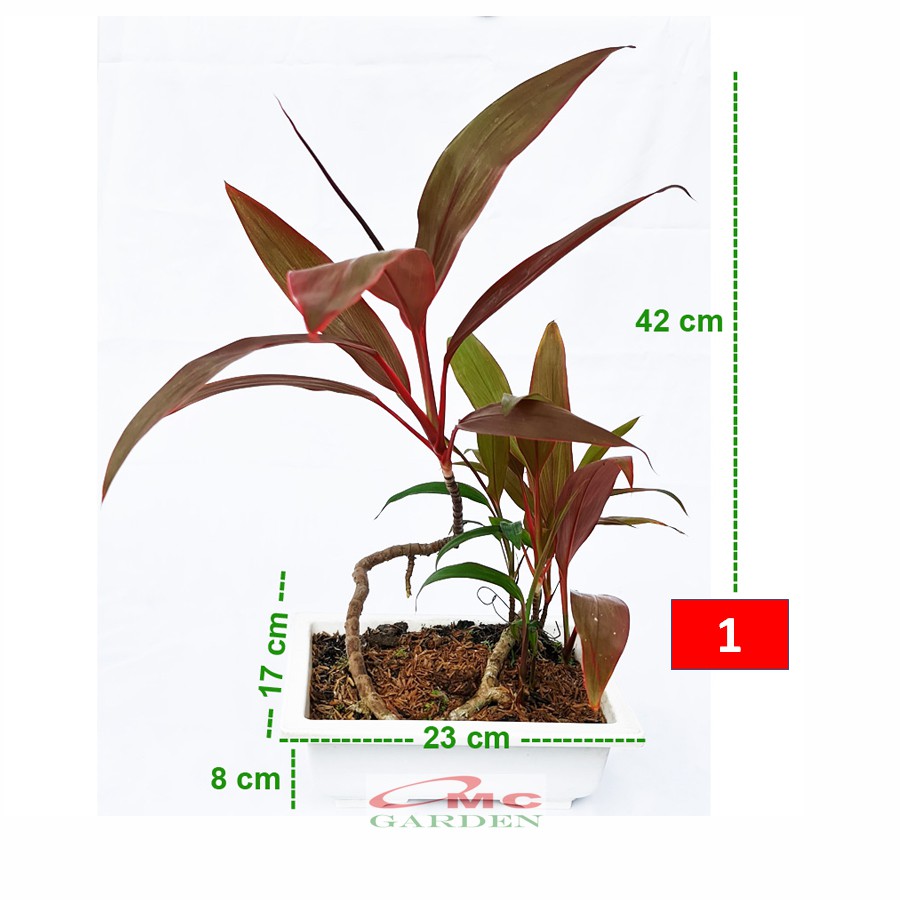 Bonsai Hanjuang Andong Sawang Daun Merah Tanaman Hias B-HANJUANG-M-001