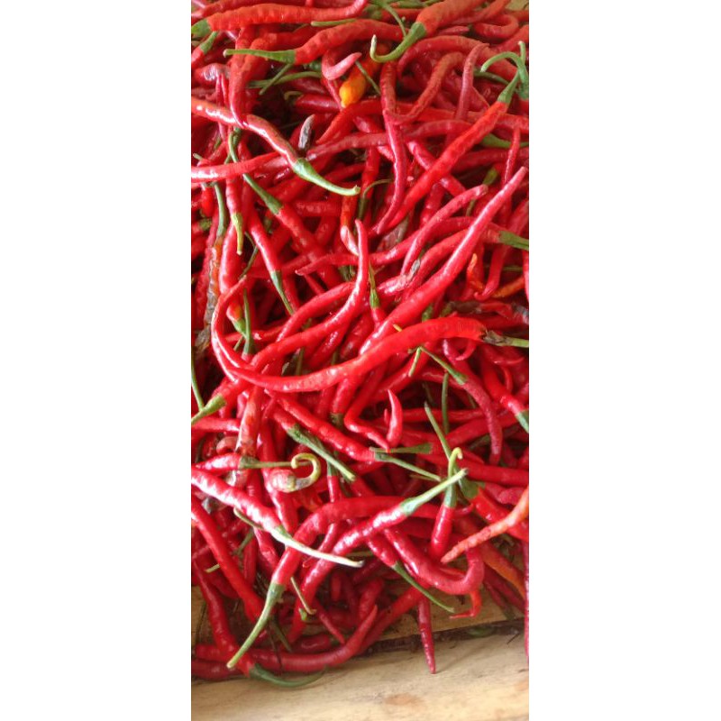 

CABE MERAH KERITING