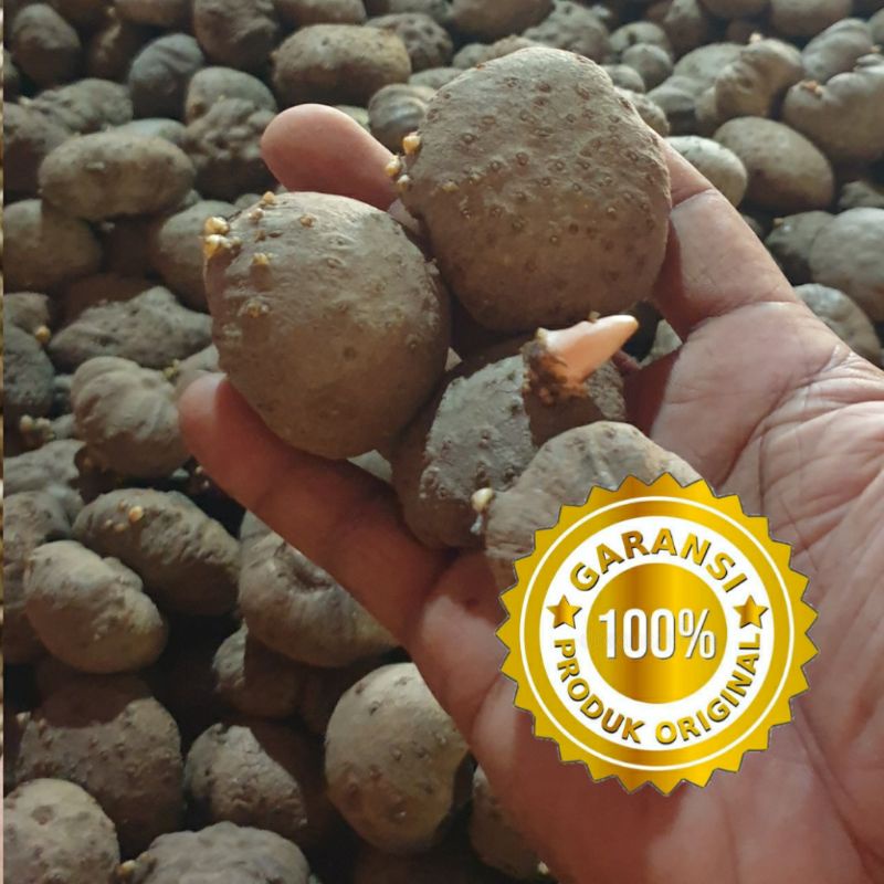 katak porang super kisaran 100 biji perkg.bibit porang super asli dorman dijamin tumbuh subur bisa C