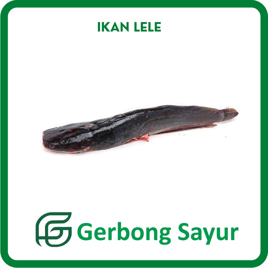 

Ikan Lele Segar - 500g