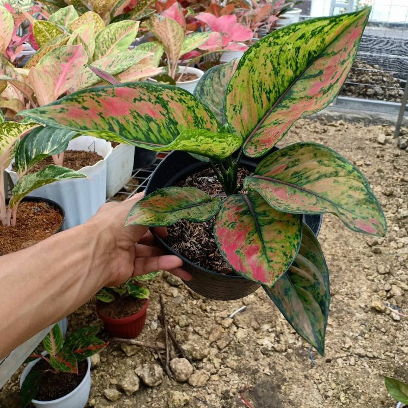 MURAH aglonema Hengheng ukuran dewasa