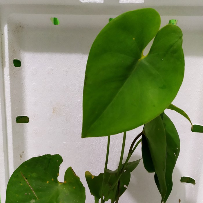 Tanaman Hias Amydrium Humile