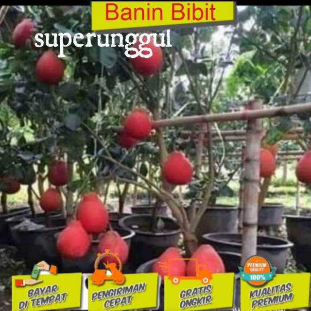 

Bibit Jeruk Red Pamelo Super