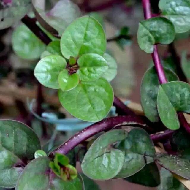 Tanaman binahong - bibit tanaman binahong ungu - pohon herbal binahong