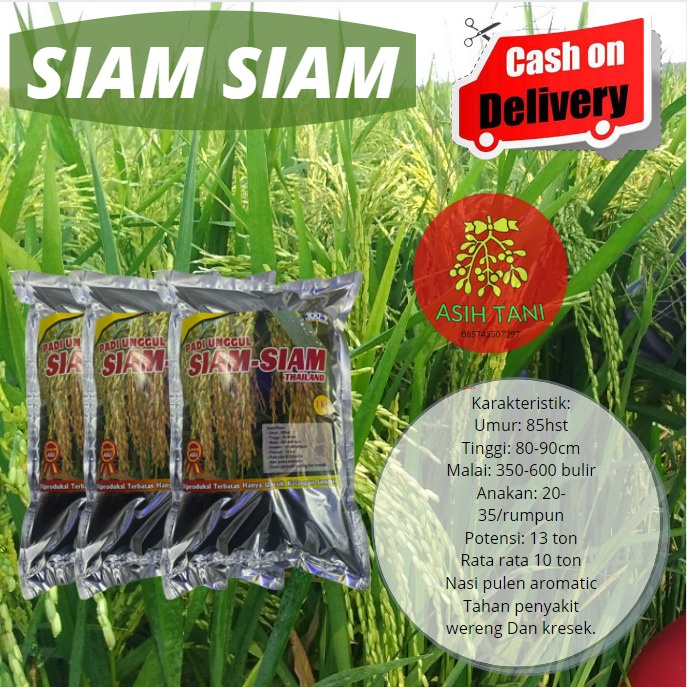Benih Padi Siam-Siam Thailand Bibit Padi 1kg