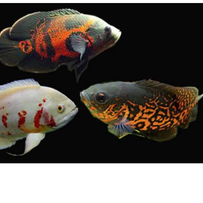 ♧ [PROMO buy 2 get 3] Ikan oscar Tiger albino progres impor size 3-10cm Ω