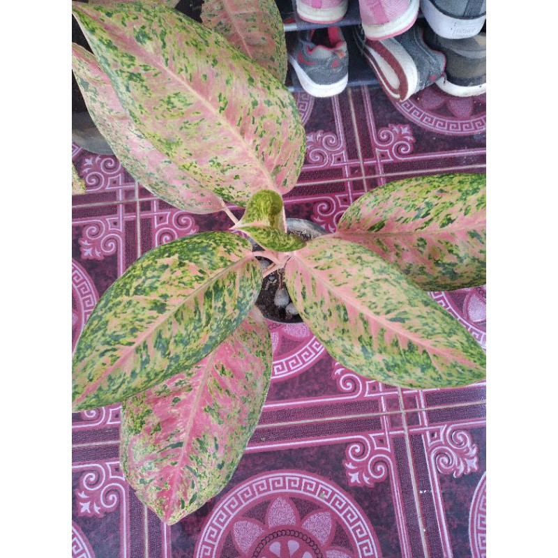 bunga aglonema big roy