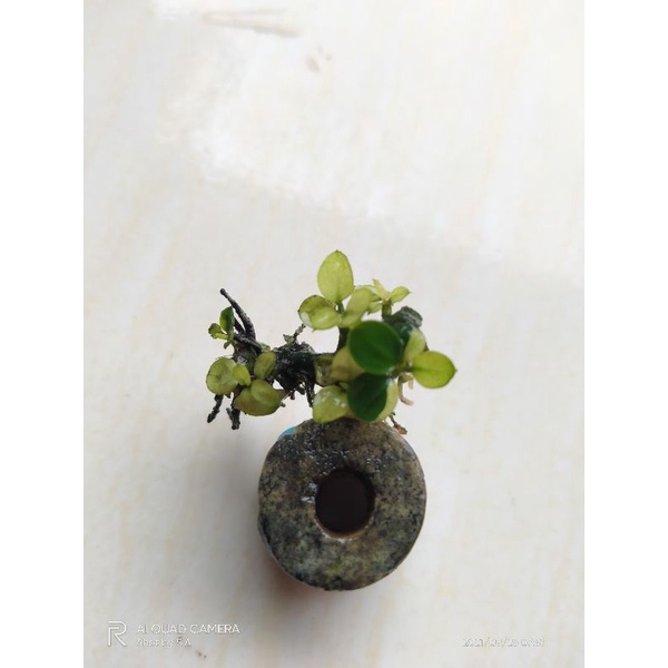 anubias panda calon clump