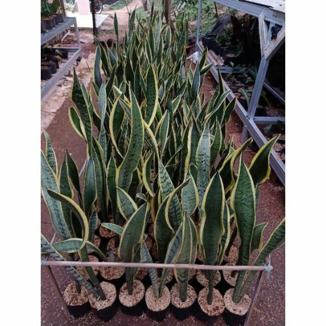 Sensivera lidah mertua