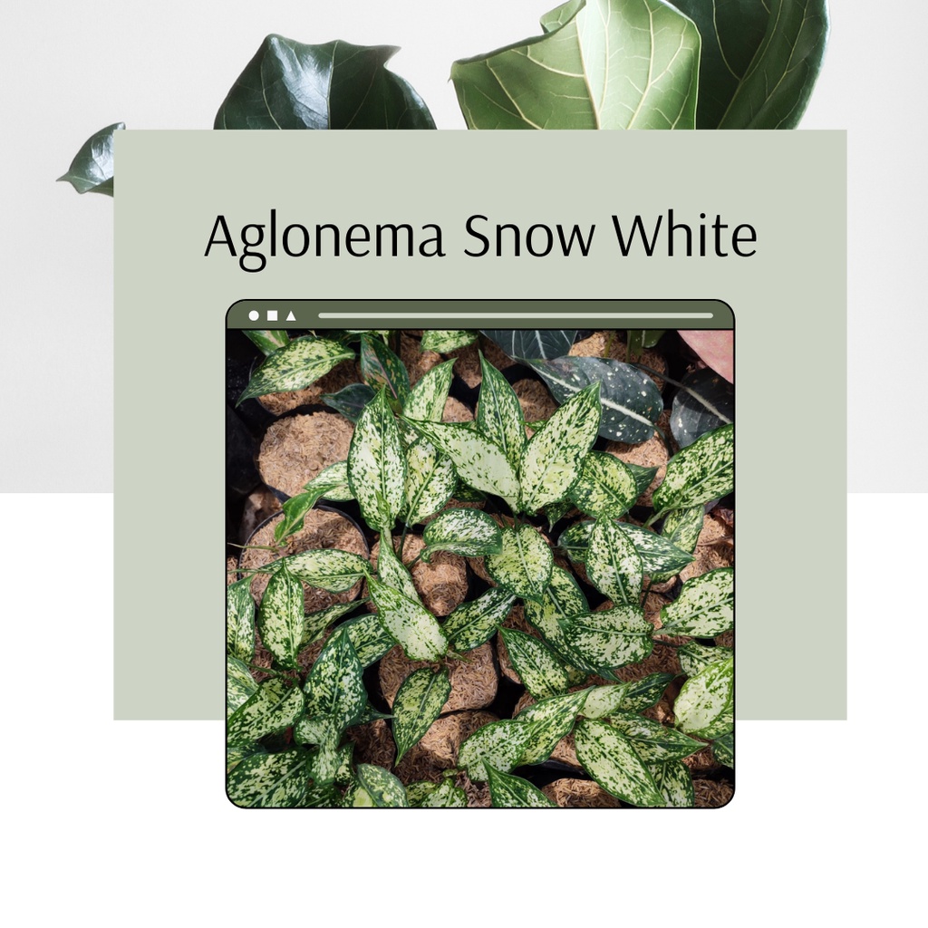 Tanaman Hias Snow White Aglonema Snow White Bunga Aglonema Snow White Anakan Murah