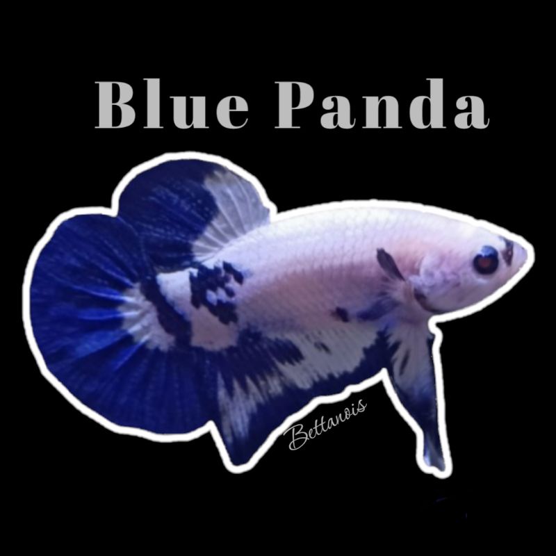 Cupang hias Blue Rim Panda/ikan Cupang Bluerim hiasan Aquarium