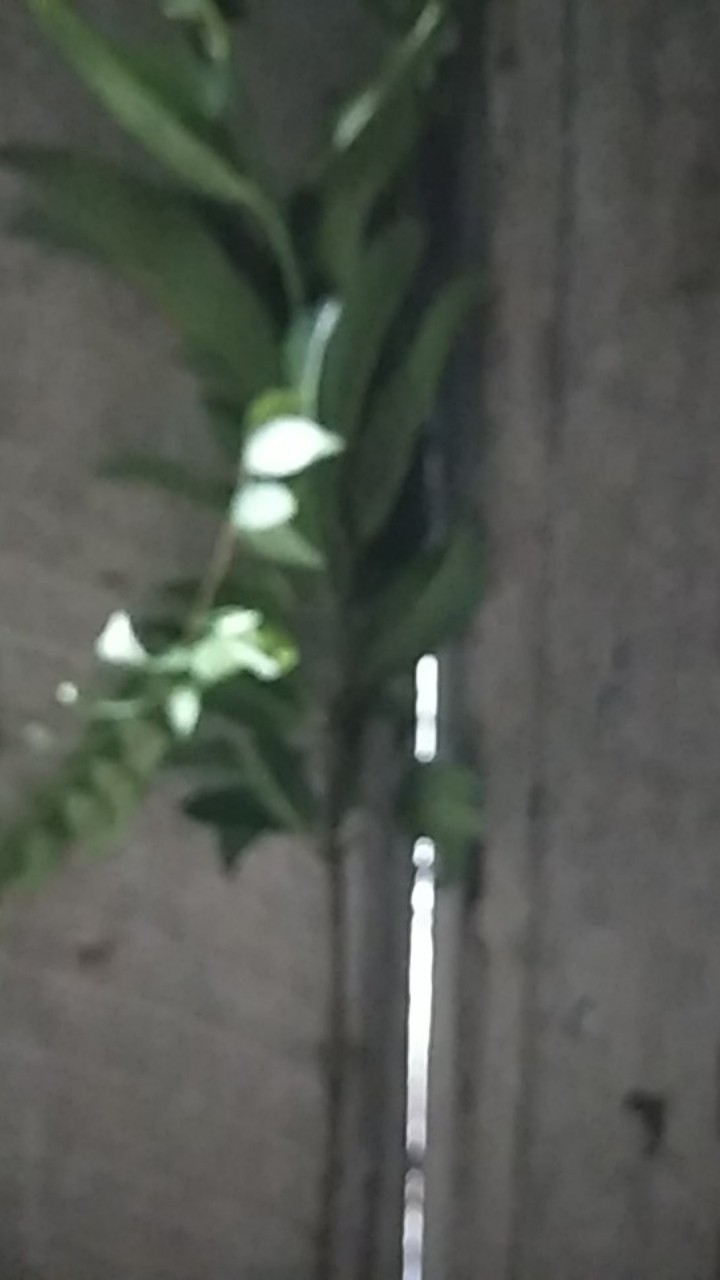 Bibit Sawo Jumbo  Berbunga