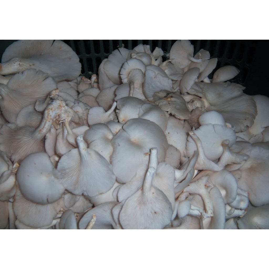 

Jamur Tiram 250 gram