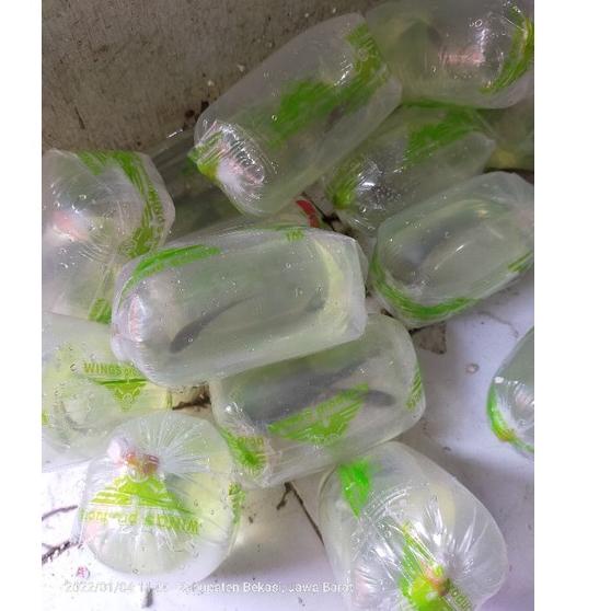 [Terlaris Today] (COD) Ikan Channa 9-10 Cm Maru Yellow Centarum (Red Eye) Ys. murah