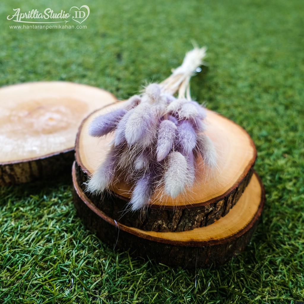 BUNGA KERING DRIED FLOWER BUNNY TAIL 5 Batang