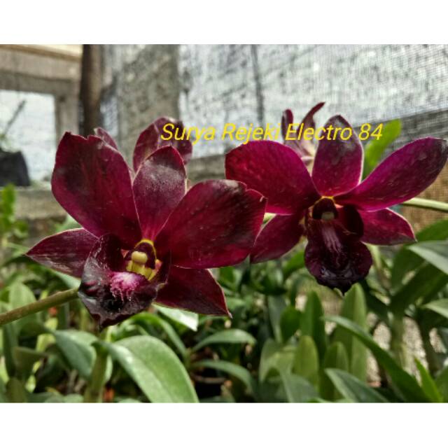 Anggrek Dendrobium Burana Jade X Bertachong