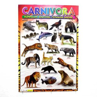 84 Koleksi Gambar Jenis Hewan Karnivora HD