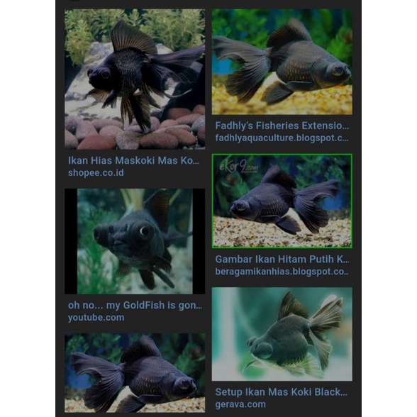 ikan hias : ikan koki lowo buldog size S