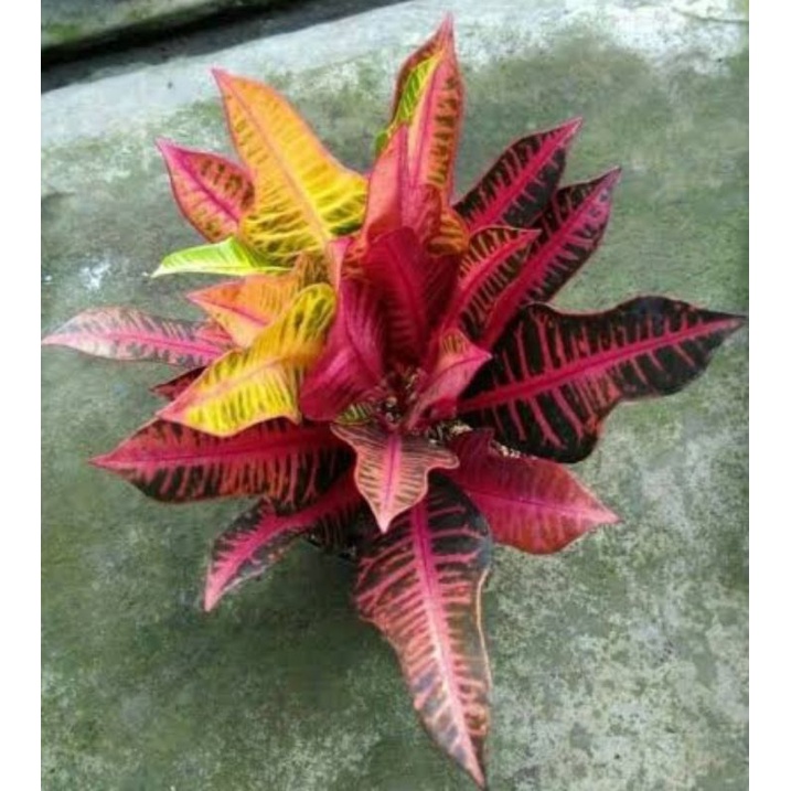 Tanaman Hias Puring Pink Meridian