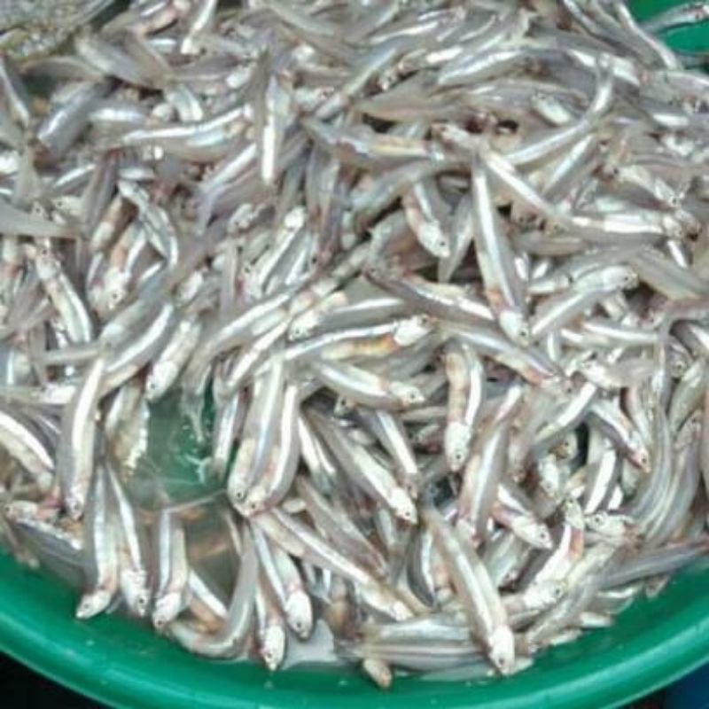 

Ikan Teri Basah Fresh 1 Kg
