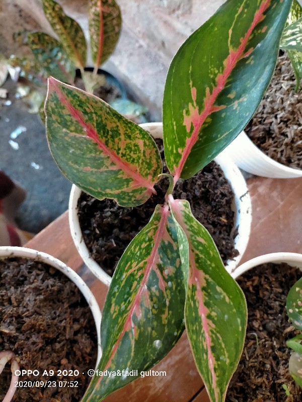 Aglonema Golden Siam Mutasi